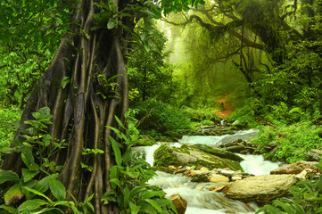 Canvas Print - Nepal jungle