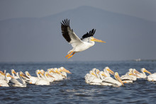 Flock Of American White Pelicans Swimming And Flying Over A Lake In The Wilderness