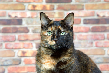 Wall Mural - Portrait of a Tortoiseshell Tortie cat by brick wall looking directly at viewer. Tortoiseshell cats with the tabby pattern as one of their colors are sometimes referred to as a torbie.