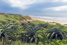 Green Dune Vegetation And Aloe Plants On Beach Dunes