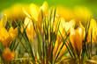 Wiese mit zarten  gelben Krokussen, Ostergruß