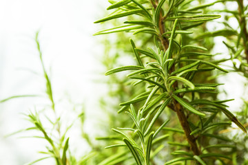  The bush of rosemary on a white background. Space for text.