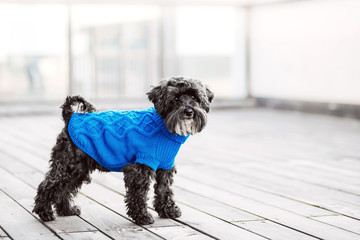 Wall Mural - close up portrait of pretty sweet small little dog Miniature Schnauzer in pullover  outdoor dress, jacket on the spring wooden urban background