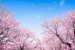 Japanische Kirschblüte 桜 im Frühling