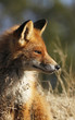 Young urban fox in Turku, Finland.