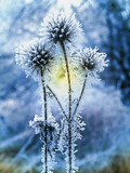 Fototapeta  - Natural background with frozen thistles and grass. Winter blue, white and black frozen plants with ice crystals