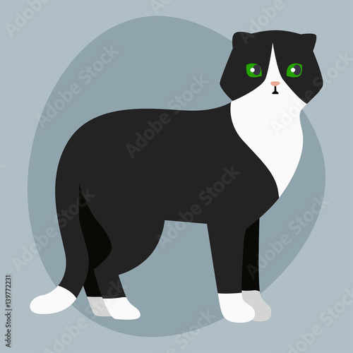 Cat Breed British Shorthair Cute Pet Portrait Fluffy Adorable