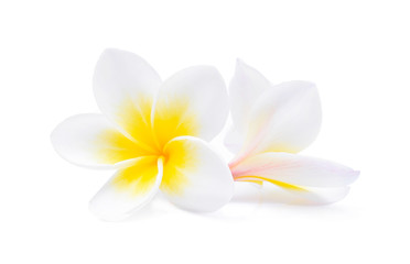 Tropical flowers frangipani (plumeria) isolated on white background