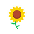 Sunflower isolated vector