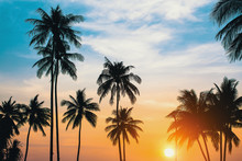 Palm Trees Silhouettes During Sunset.