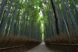 Fototapeta Dziecięca - The bamboo forest in Arashiyama