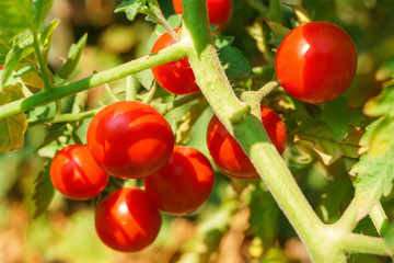 Wall Mural - Growth red tomato.