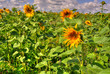 Feld mit Sonnenblumen im Sommer