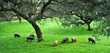 Cerdos ibéricos de pata negra, Sierra de Huelva, España