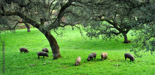Cuadros en Lienzo Cerdos ibéricos de pata negra, Sierra de Huelva, España