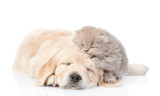 Fototapeta Psy - Sleeping golden retriever puppy embracing tiny kitten. isolated on white background