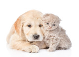 Fototapeta Psy - Golden retriever puppy and tiny kitten together. isolated on white background