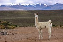 White Lama In Altiplano Landscape, Mountain Range Background, Reserva Nacional Salinas - Aguada Blancas Near Arequipa, Peru