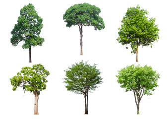 set 6 tree isolated on white