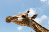 Fototapeta Zwierzęta - Close up portrait of a giraffe