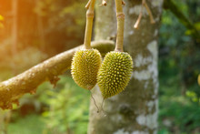 Mini Durian On Tree, Small Green Durian Fruits On A Big Tree, Rayong, Thailand