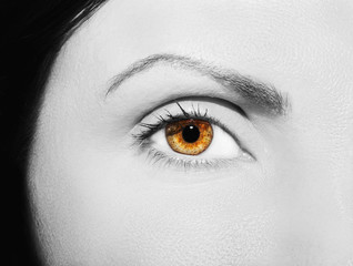 A beautiful insightful look woman's eye. Close up shot