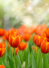 Beautiful Sun Lighting On Bouquet Of Orange Tulips Flower Field