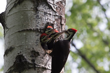 Pileated Woodpecker Feeding Her Young