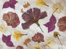 Herbarium Dried Red And Yellow Flowers. Light Background