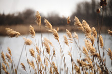 Beautiful Reed As Background At Windy Lake