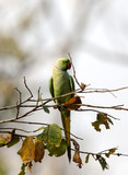 Fototapeta Londyn - The rose-ringed parakeet is also known as the ring-necked parakeet