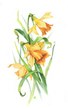 Hand-drawn Watercolor Tender Summer Blossom. Artistic Daffodils Flowers. Natural Illustration For The Decorative Design On The White Background.