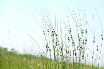 Meadow grass on sky background