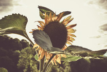 Washed Out Sunflower