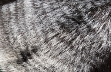 background of a fur texture of expensive fur-bearing animals close-up