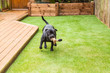 © Christine Bird - Black Staffordshire bull terrier dog running and playing on artificial grass by decking in a residential garden or yard. he has a soft toy tiger in his mouth.