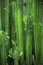 Green Euphorbia Trigona With Unusual Leaves Growing Indoors.