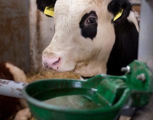 Wall Mural - Cow with watering bowl