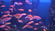 Aquarium Slowmotion. Very Beautiful Red Fish. Slowly The Fish Swims. Lots Of Fish. Goldfish