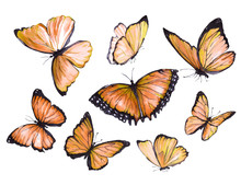 A Collection Of Orange Butterflies In Flight. Watercolor Illustration