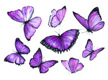Flying Purple Butterfly. Watercolor Illustration