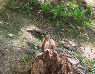 Sticker - Small squirrel in forest