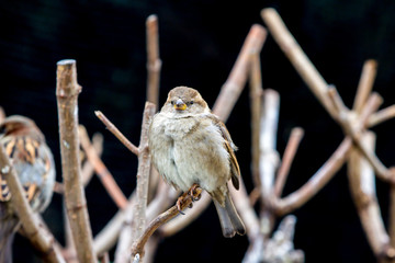 Sparrow closeup