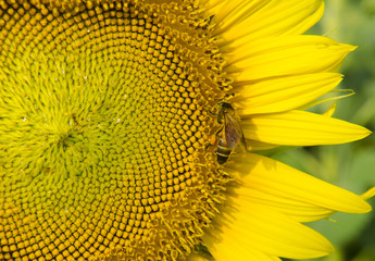 Most of a Sunflower Closeup