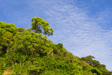 Up view on tree and clouds on blue sky