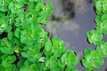 Green Duckweed Natural Background On Water