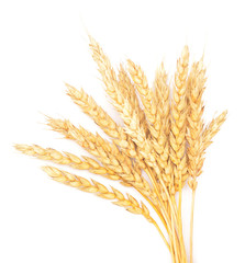 Poster - golden wheat