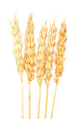 Wall Mural - wheat