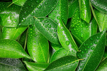 Wet Fresh Tropical Green Leaves Background