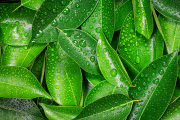 Wall Mural - wet fresh tropical green leaves background